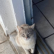 Ash joined the competition — help win amazing prizes! cat, doorway, sitting, fur, gray, cream, pet, animal, outdoor, sunlight, stone_floor, door_frame, whiskers, tail, ears, paws, quiet, calm, domestic, curious