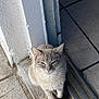 cat, doorway, sitting, fur, gray, cream, pet, animal, outdoor, sunlight, stone_floor, door_frame, whiskers, tail, ears, paws, quiet, calm, domestic, curious