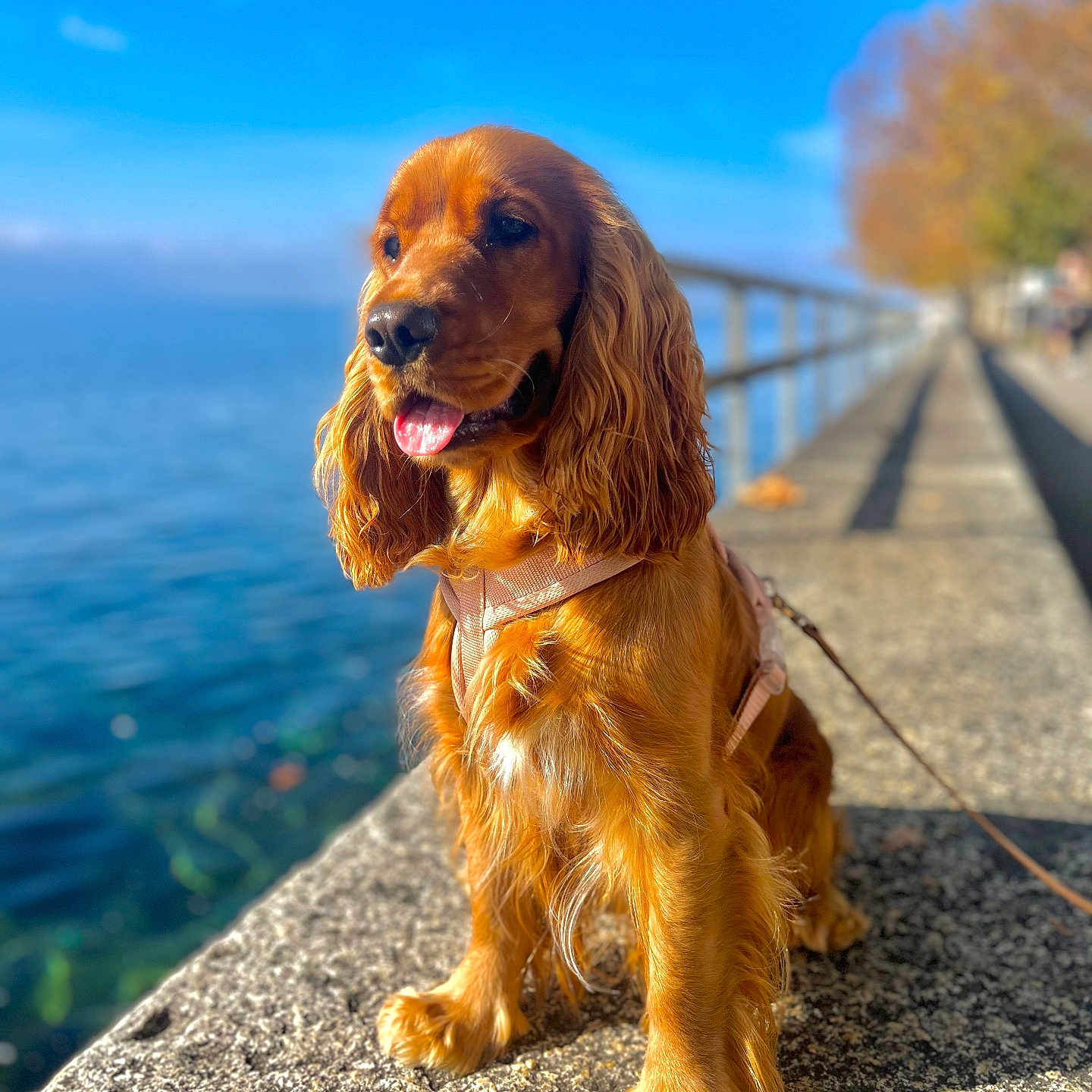 Mocha participe au concours pour gagner de l'argent avec cette photo : animal, boardwalk, bridge, canine, cockerspaniel, dog, goldenretriever, handrail, leash, path, pet, pier, puppy, road, sidewalk, summer, terrier, walkway, water, waterfront