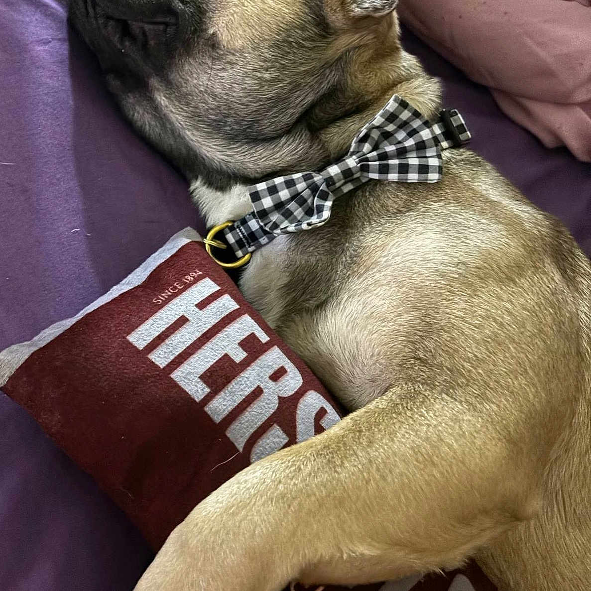 Bullet joined the competition — help win amazing prizes! accessories, animal, bulldog, canine, couch, cushion, dog, formalwear, frenchbulldog, furniture, homedecor, hound, person, pet, pitbull, pug, puppy, sleeping, text, tie