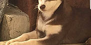Django participe au concours pour gagner de l'argent avec cette photo : alaskan_klee_kai, alaskan_malamute, ancient_dog_breeds, canadian_eskimo_dog, canidae, carnivore, dog, dog_breed, east_siberian_laika, labrador_husky, mammal, miniature_siberian_husky, rare_breed_dog, sakhalin_husky, seppala_siberian_sleddog, siberian_husky, sled_dog, snout, vertebrate, wolfdog