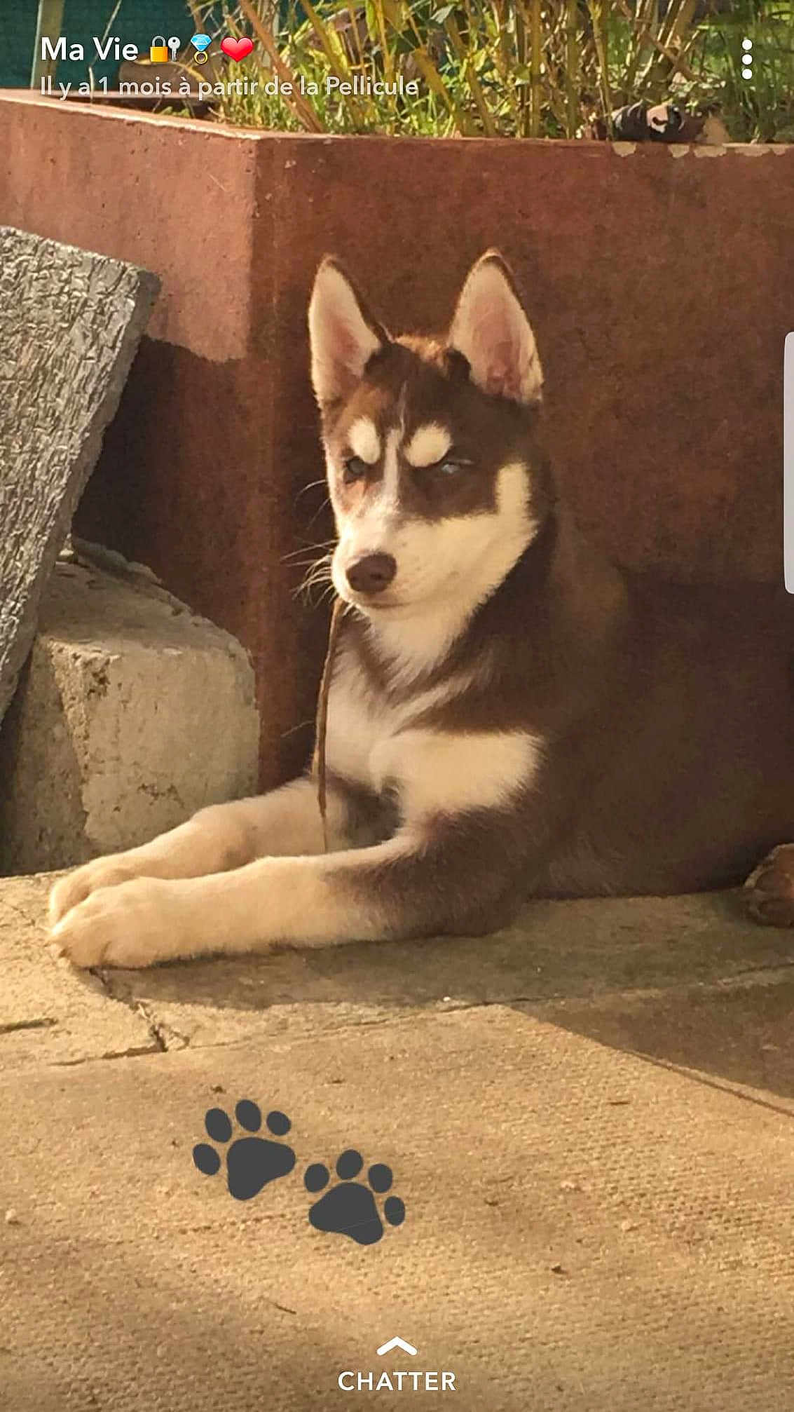 Django participe au concours pour gagner de l'argent avec cette photo : alaskan_klee_kai, alaskan_malamute, ancient_dog_breeds, canadian_eskimo_dog, canidae, carnivore, dog, dog_breed, east_siberian_laika, labrador_husky, mammal, miniature_siberian_husky, rare_breed_dog, sakhalin_husky, seppala_siberian_sleddog, siberian_husky, sled_dog, snout, vertebrate, wolfdog