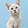 kitten, cat, blue_eyes, sitting, curious, fluffy, pet, animal, portrait, indoor, feline, cute, young, small, whiskers, ears, paws, light_background, studio, isolated