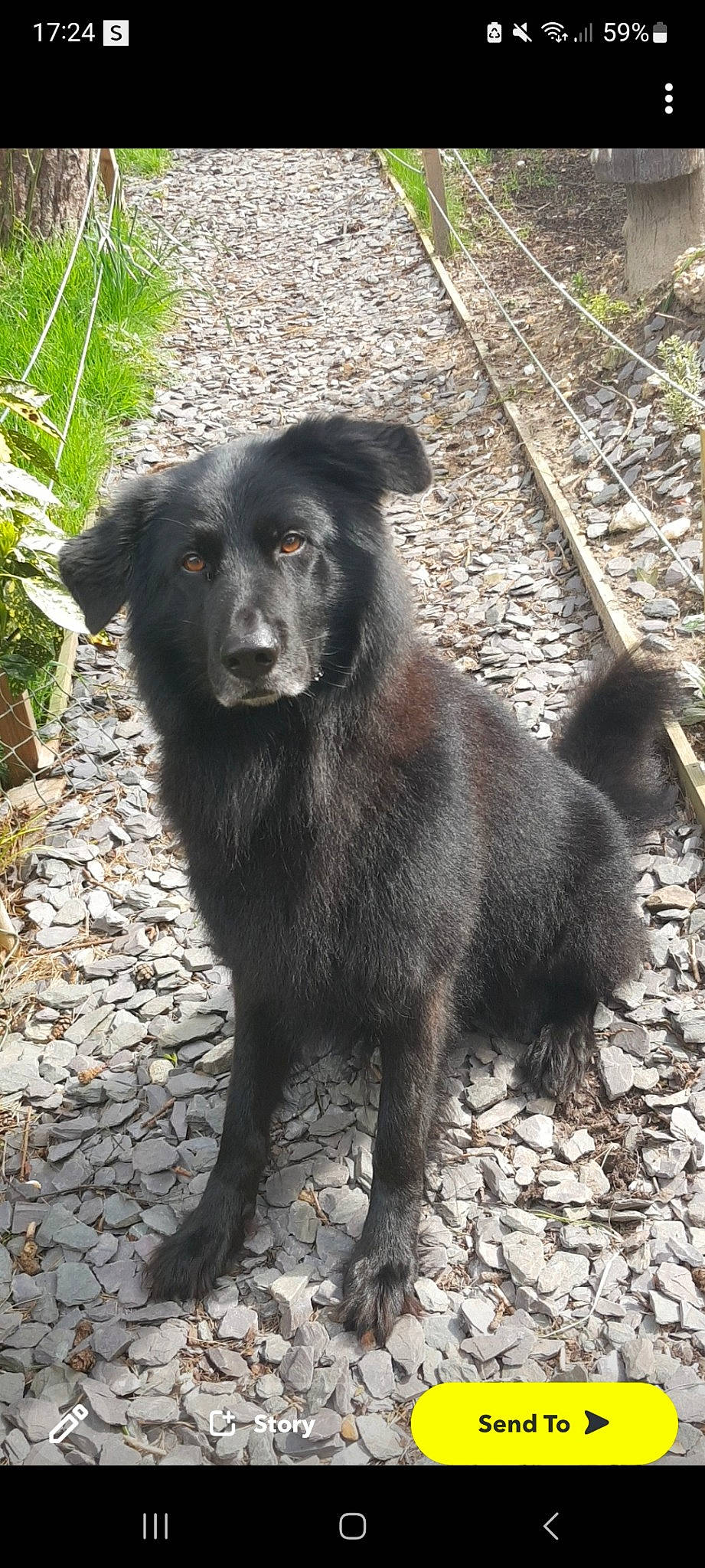 Buddy is registered to the contest to win money with this photo: ancient_dog_breeds, borador, canidae, carnivore, companion_dog, dog, dog_breed, fur, hunting_dog, plant, snout, street_dog, tail, terrestrial_animal, whiskers, working_animal, working_dog