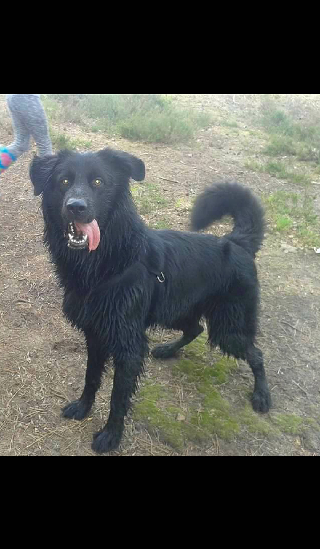 Buddy joined the competition — help win amazing prizes! ancient_dog_breeds, borador, carnivore, companion_dog, dog, dog_breed, grass, herding_dog, hunting_dog, non_sporting_group, sporting_group, street_dog, tail, terrestrial_animal, terrier, working_animal, working_dog