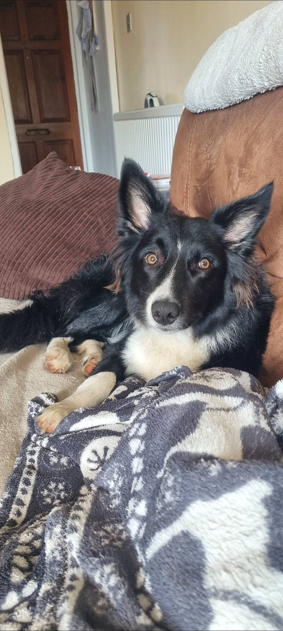 Roo is registered to the contest to win money with this photo: canidae, carnivore, comfort, companion_dog, couch, dog, dog_breed, ear, fur, herding_dog, living_room, snout, whiskers, working_animal, working_dog