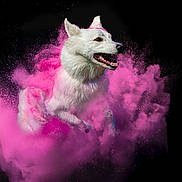 Tsuki a rejoint le concours — aidez-le/la à gagner de superbes lots ! action_shot, animal, artistic, black_background, colorful, dog, dynamic, energetic, explosion, fur, happy, jumping, motion, outdoor, pink_powder, portrait, powder, studio_shot, vibrant, white_dog