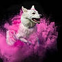 action_shot, animal, artistic, black_background, colorful, dog, dynamic, energetic, explosion, fur, happy, jumping, motion, outdoor, pink_powder, portrait, powder, studio_shot, vibrant, white_dog