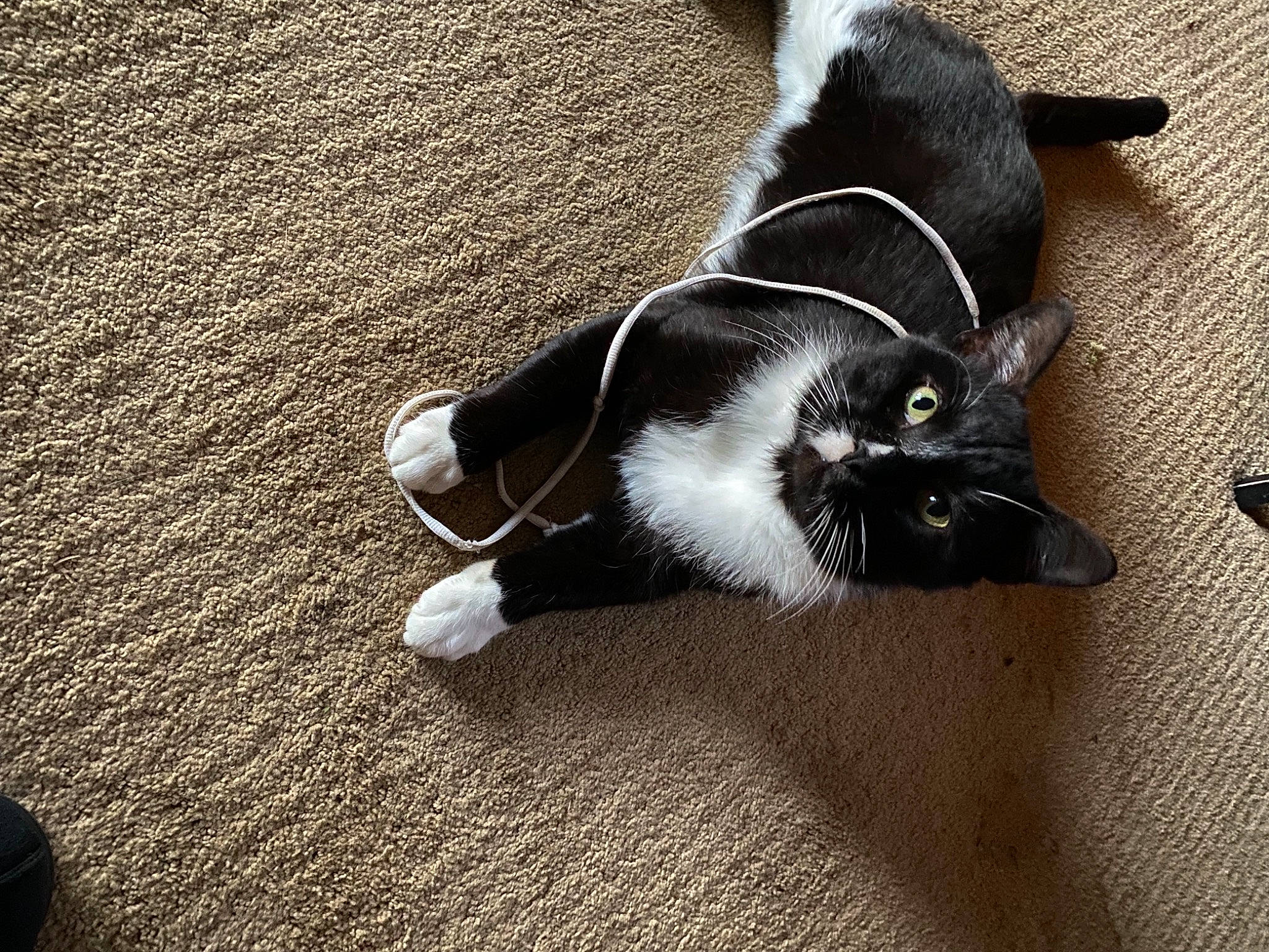 Socks