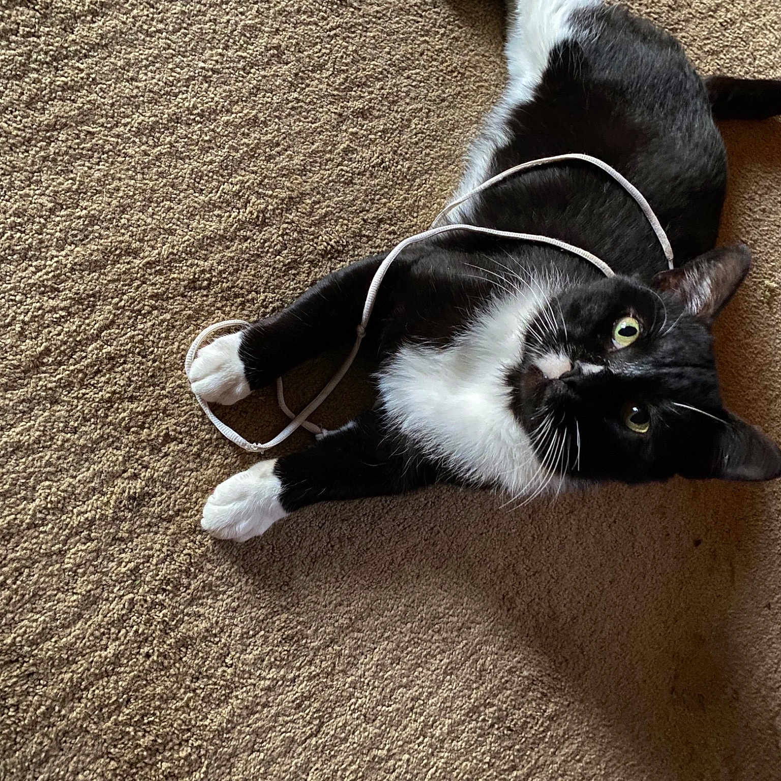 Socks