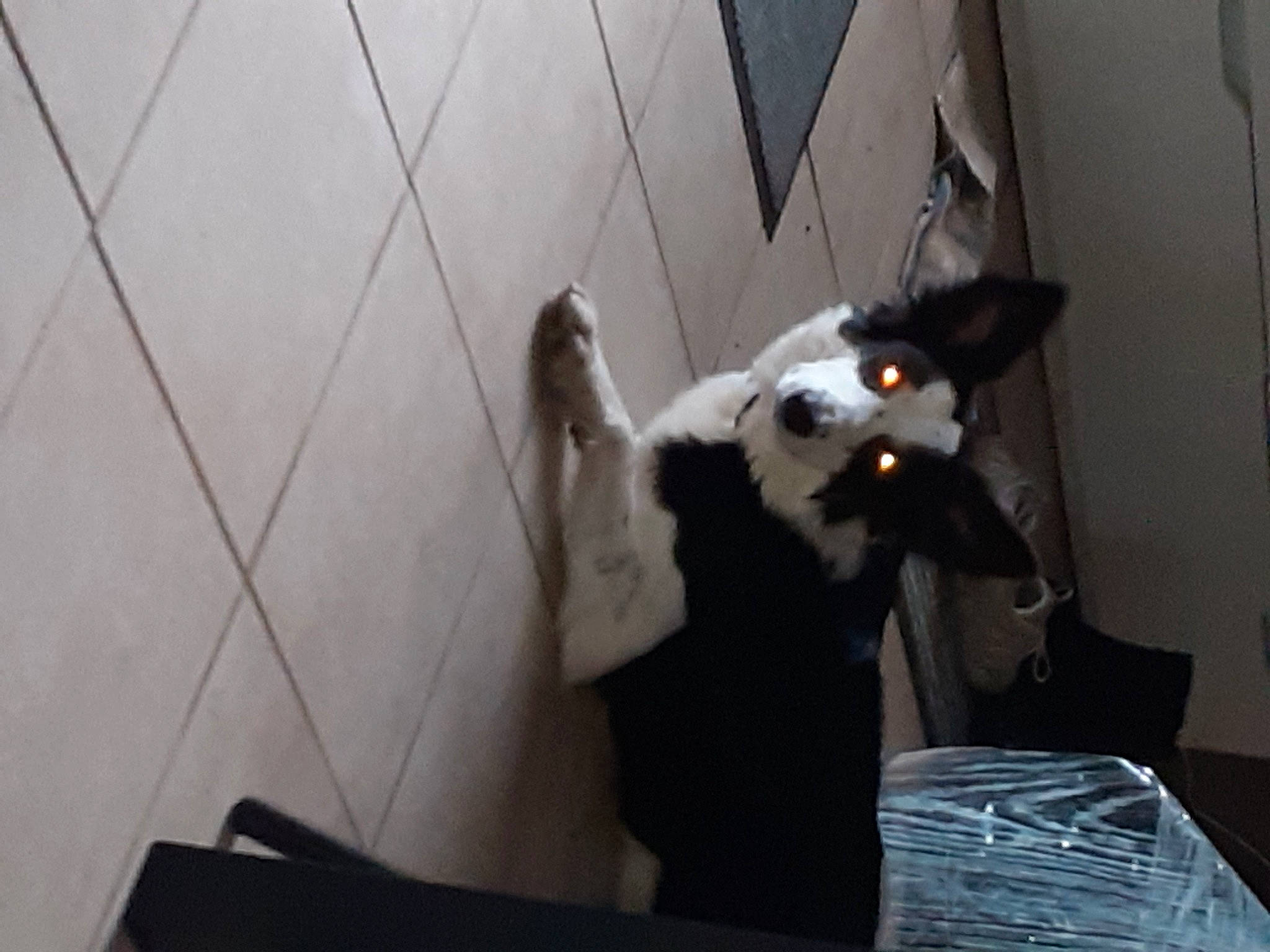 Sweety a rejoint le concours — aidez-le/la à gagner de superbes lots ! box, canidae, carnivore, cat, companion_dog, dog_breed, domestic_short_haired_cat, felidae, flooring, formal_wear, fur, small_to_medium_sized_cats, snout, sporting_group, tail, whiskers