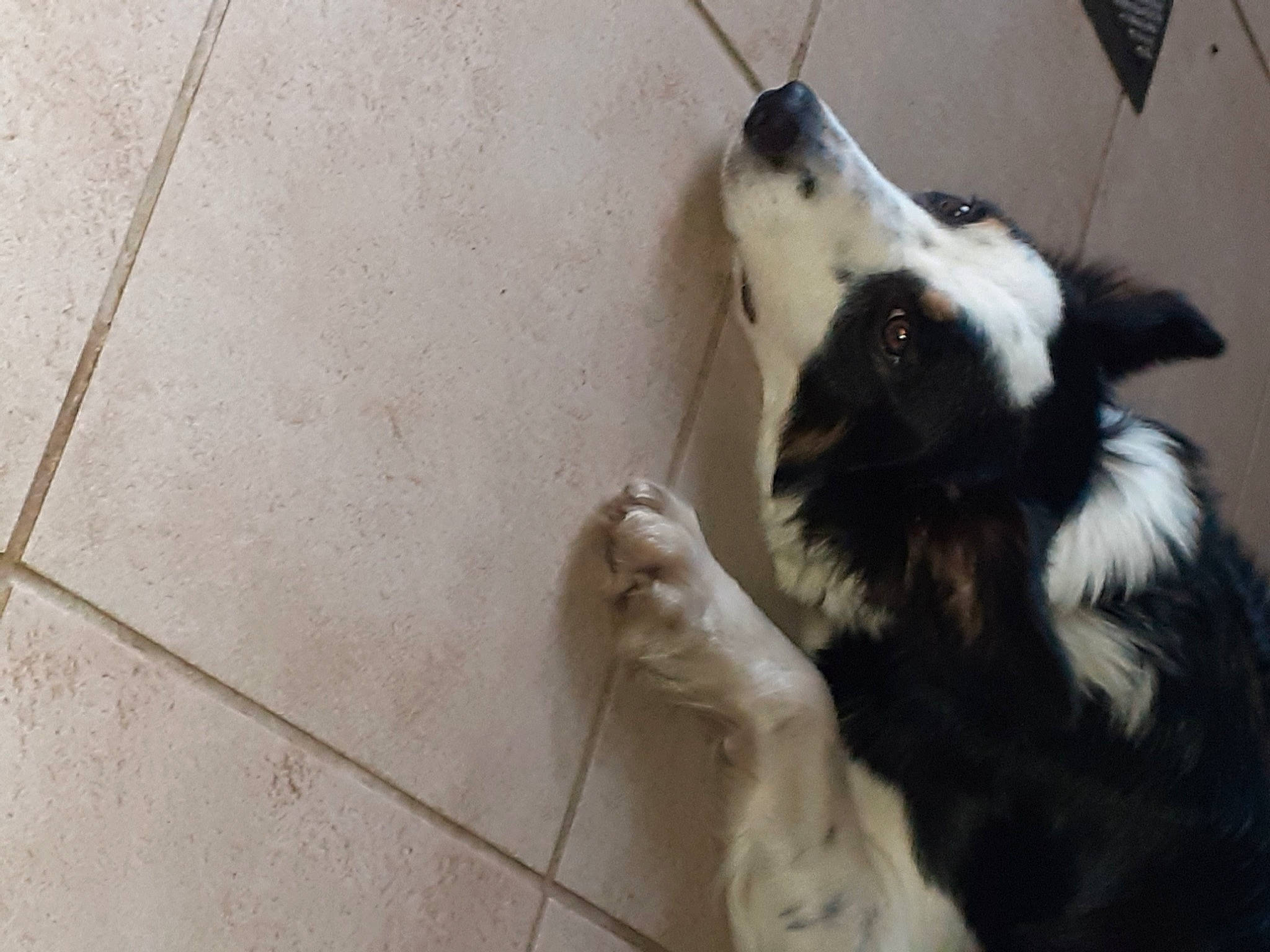 Sweety participe au concours pour gagner de l'argent avec cette photo : animal_shelter, border_collie, canidae, carnivore, companion_dog, dog, dog_breed, fawn, felidae, flooring, fur, herding_dog, small_to_medium_sized_cats, snout, sporting_group, tail, whiskers, wood, working_animal, working_dog