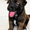 puppy, dog, animal, sitting, tongue_out, blue_eyes, brown_fur, black_fur, white_chest, floppy_ears, pet, portrait, indoors, tile_floor, door, happy, playful, cute, full_body, photography