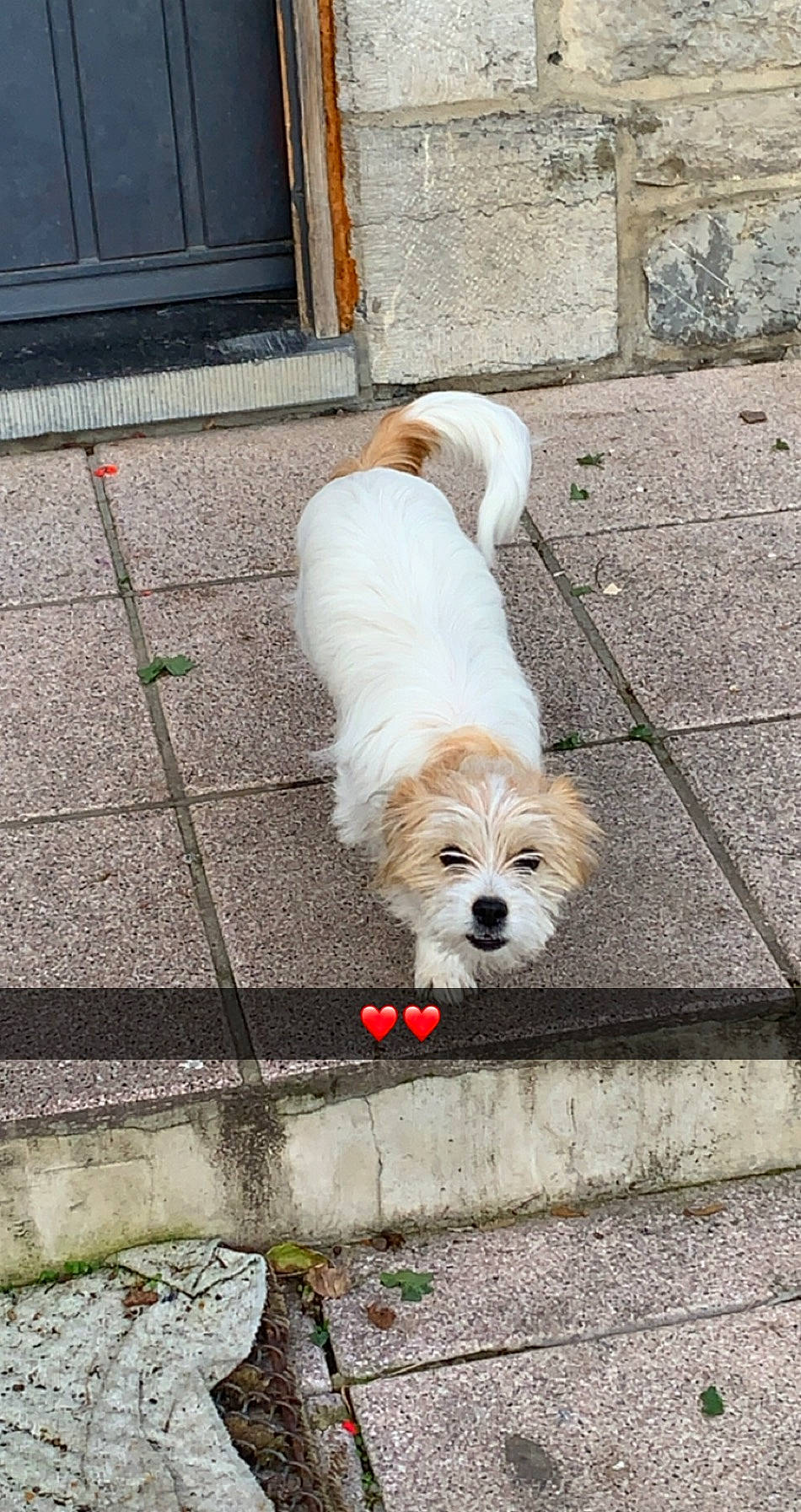 Kalie a rejoint le concours — aidez-le/la à gagner de superbes lots ! asphalt, brick, carnivore, companion_dog, dog, dog_breed, dog_supply, door, fawn, flooring, line, road, road_surface, sidewalk, small_terrier, snout, terrier, toy_dog, wall, working_animal