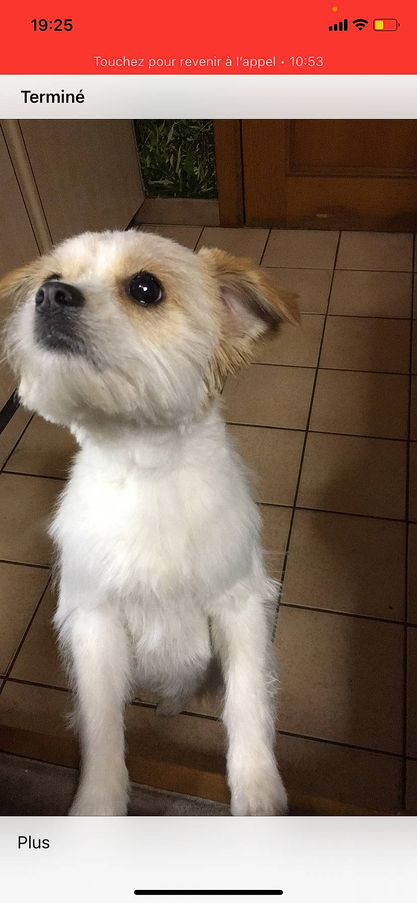 Kalie a rejoint le concours — aidez-le/la à gagner de superbes lots ! canidae, carnivore, collar, companion_dog, dog, dog_breed, fawn, flooring, fur, hardwood, maltepoo, small_terrier, snout, sporting_group, terrier, tile_flooring, toy_dog, whiskers, wood, working_animal