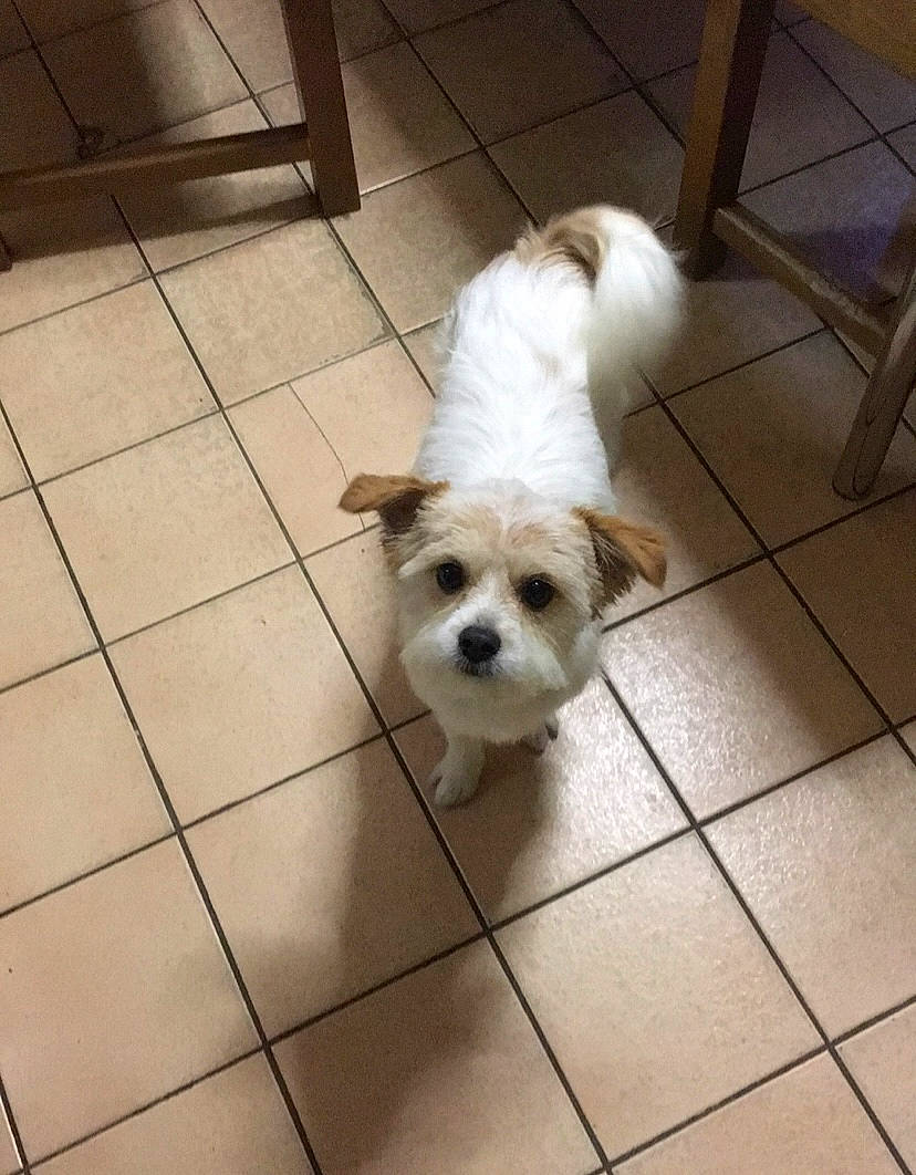 Kalie a rejoint le concours — aidez-le/la à gagner de superbes lots ! canidae, carnivore, companion_dog, dog, dog_breed, fawn, floor, flooring, fur, hardwood, maltepoo, small_terrier, snout, tail, terrestrial_animal, terrier, tile_flooring, toy_dog, wood, working_animal