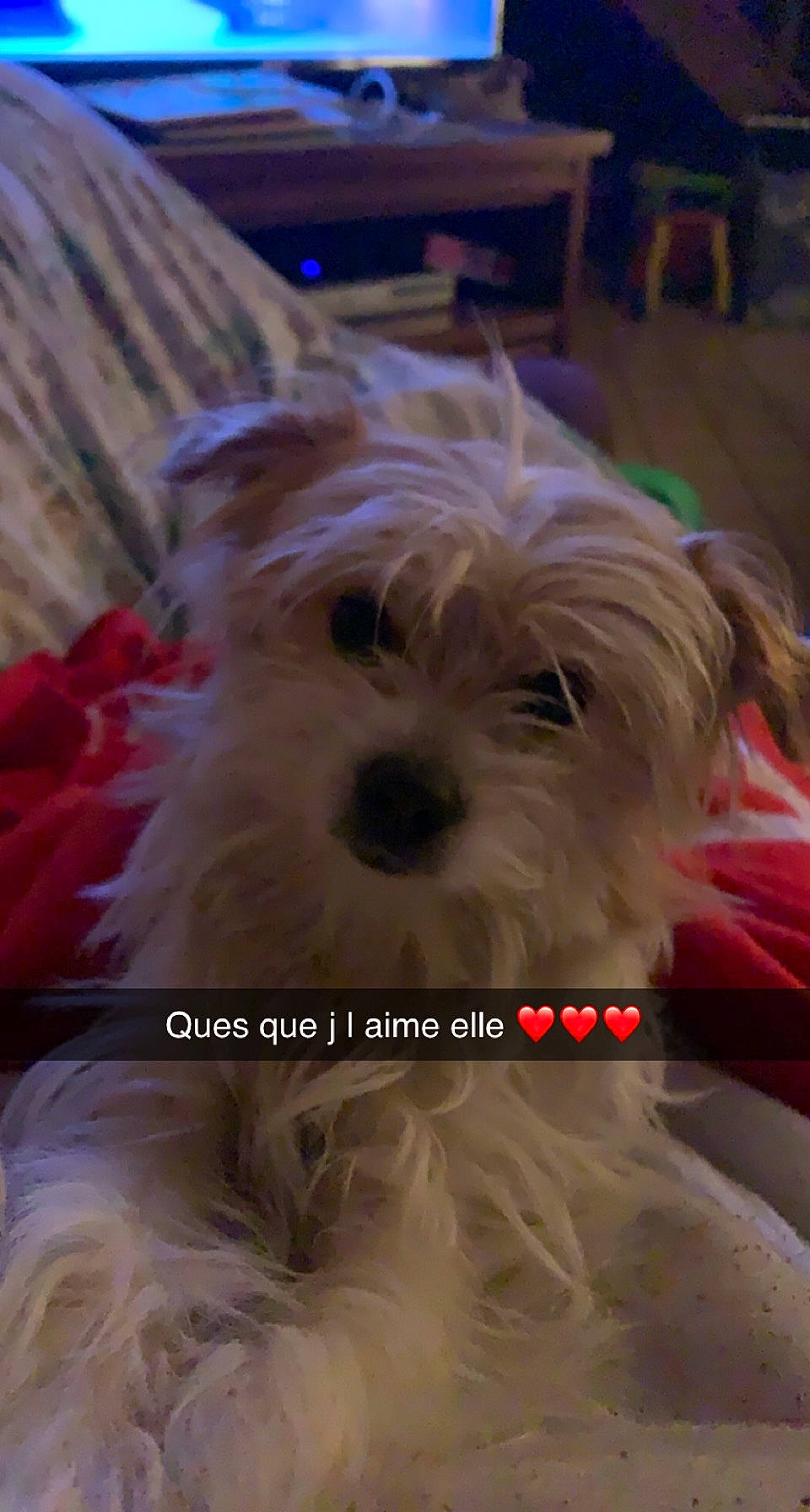 Kalie a rejoint le concours — aidez-le/la à gagner de superbes lots ! biewer_terrier, canidae, carnivore, companion_dog, dog, dog_breed, dog_supply, fawn, fur, liver, maltepoo, non_sporting_group, small_terrier, snout, sporting_group, terrier, toy_dog, water_dog, working_animal, yorkipoo