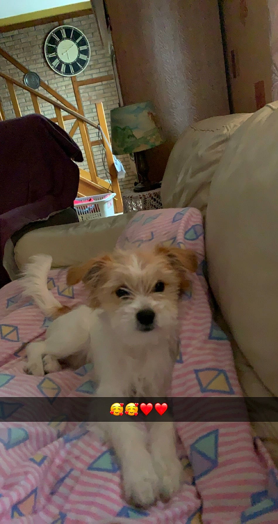 Kalie a rejoint le concours — aidez-le/la à gagner de superbes lots ! bichon, canidae, carnivore, chair, comfort, companion_dog, couch, dog, dog_breed, dog_supply, fur, labradoodle, room, small_terrier, sporting_group, terrier, toy, toy_dog, working_animal, yorkipoo