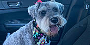 Chole Campos is registered to the contest to win money with this photo: bandana, bow, car_door, car_interior, collar, daylight, dog, fabric, gray_fur, happy, leash, panting, parking_lot, pet, seat, side_mirror, storefront, vehicle, white_fur, window