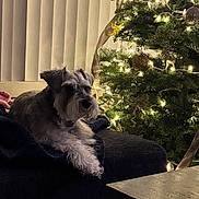 Chole Campos joined the competition — help win amazing prizes! dog, schnauzer, couch, blanket, christmas_tree, christmas_lights, ornaments, indoor, living_room, holiday, decorations, furniture, pet, cozy, relaxing, carpet, table, curtains, evening, soft_lighting