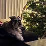 Chole Campos joined the competition — help win amazing prizes! blanket, carpet, christmas_lights, christmas_tree, couch, cozy, curtains, decorations, dog, evening, furniture, holiday, indoor, living_room, ornaments, pet, relaxing, schnauzer, soft_lighting, table