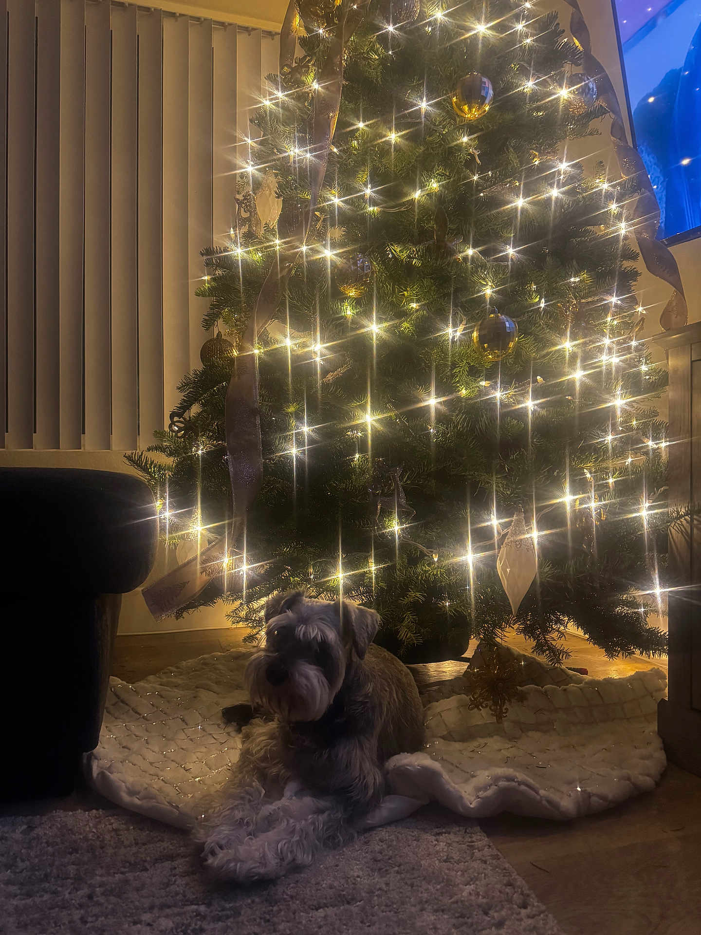 Chole Campos is registered to the contest to win money with this photo: dog, christmas_tree, lights, ornaments, tree_skirt, carpet, indoor, decorations, holiday, cozy, living_room, soft_lighting, furniture, window_blinds, wood_floor, pet, festive, sparkle, relaxing, warm