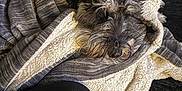 Ashley is registered to the contest to win money with this photo: animal, black, blanket, comfort, companion, couch, cozy, dog, fur, furry, home, indoor, laying, pet, relaxed, resting, snuggled, soft, striped, white