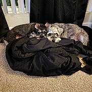 Ashley joined the competition — help win amazing prizes! dog, schnauzer, pet, animal, black_blanket, carpet, indoor, curtains, window, resting, sleepy, fur, two_dogs, cozy, companion, cute, domestic, relaxed, lying_down, snuggle