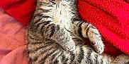 Dayna participe au concours pour gagner de l'argent avec cette photo : animal, blanket, cat, cozy, cute, cute_animal, domestic, feline, fur, indoors, kitten, nap, pet, red, relaxed, resting, sleeping, small, soft, tabby