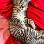 animal, blanket, cat, cozy, cute, cute_animal, domestic, feline, fur, indoors, kitten, nap, pet, red, relaxed, resting, sleeping, small, soft, tabby