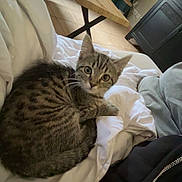 Dayna participe au concours pour gagner de l'argent avec cette photo : animal, bed, blanket, cat, cozy, curious, cute, domestic, feline, floor, fur, home, indoor, kitten, pet, resting, tabby, table, whiskers, wood