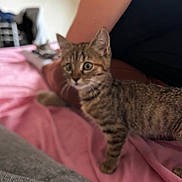 Althaïs participe au concours pour gagner de l'argent avec cette photo : kitten, cat, tabby, pink_blanket, person, indoor, curious, feline, pet, animal, bed, soft, young_cat, striped, domestic_cat, cozy, resting, blurred, fur, companion