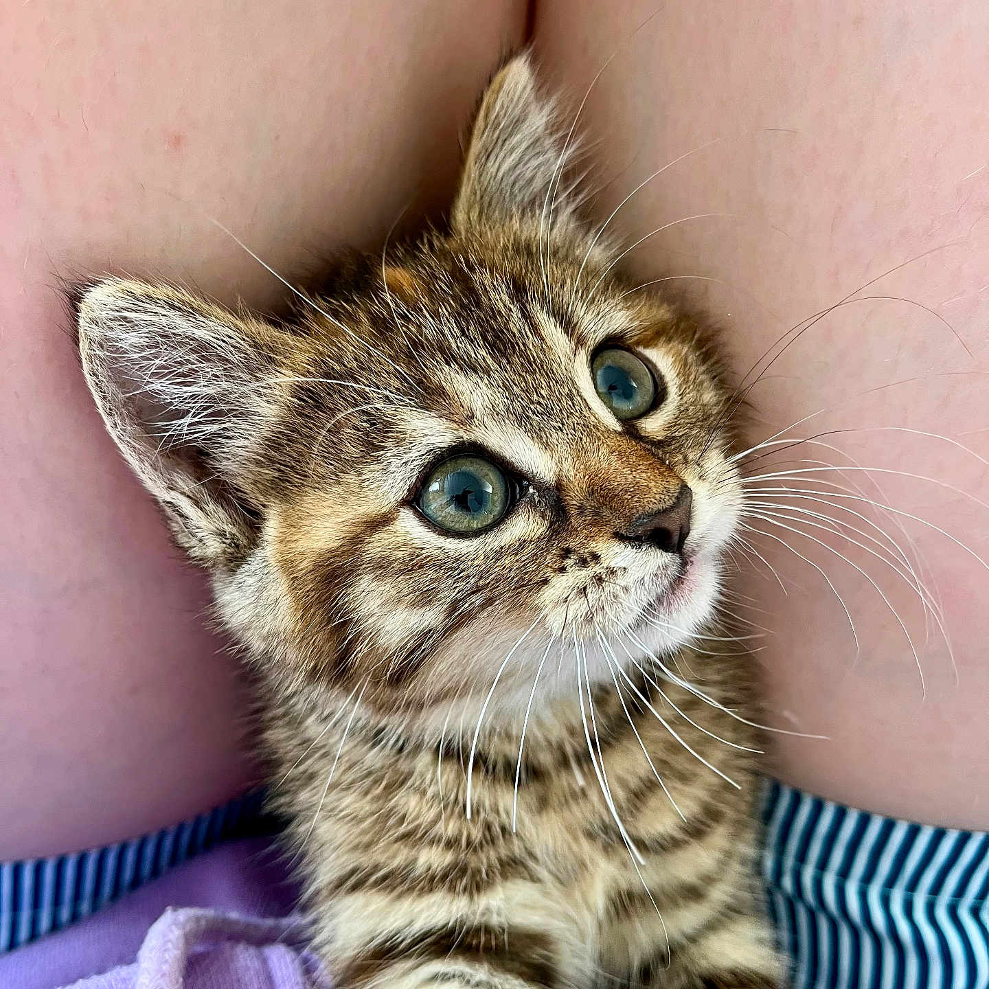 Althaïs participe au concours pour gagner de l'argent avec cette photo : animal, cat, close_up, cozy, curious, cute, domestic_cat, eyes, fur, indoor, kitten, legs, pets, skin, small, soft, striped, tabby, whiskers, young