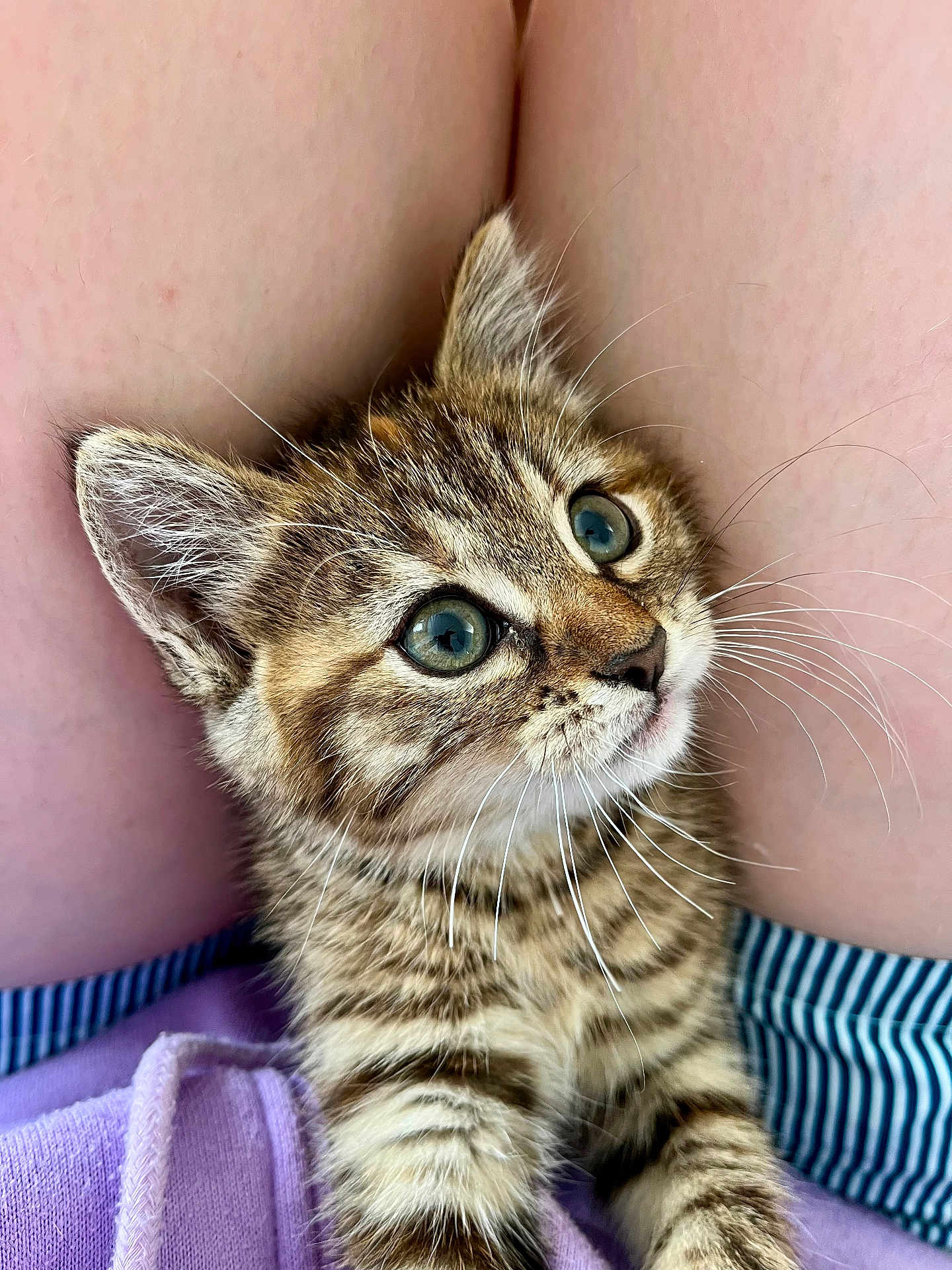 Althaïs participe au concours pour gagner de l'argent avec cette photo : kitten, tabby, cat, close_up, pets, animal, whiskers, fur, cute, eyes, legs, skin, curious, young, domestic_cat, striped, indoor, cozy, soft, small