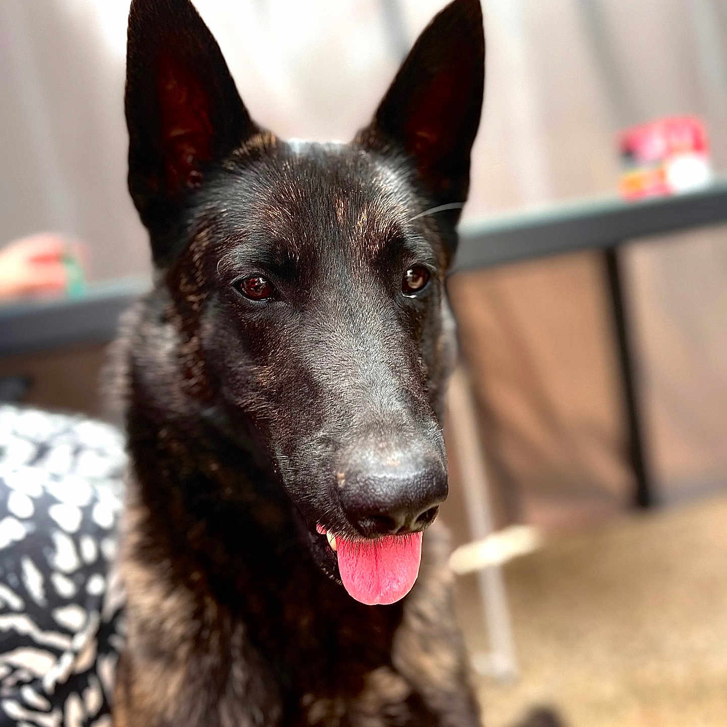 Vul participe au concours pour gagner de l'argent avec cette photo : animal, attention, black_dog, blurred_background, canine, close_up, companion, dog, domestic_animal, ears, friendly, fur, happy, indoor, mammal, pet, portrait, sitting, table, tongue_out
