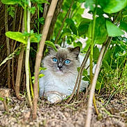 Upsa a rejoint le concours — aidez-le/la à gagner de superbes lots ! cat, blue_eyes, fluffy, animal, nature, green_leaves, twigs, ground, outdoor, tree_trunk, fur, pet, mammal, wildlife, close_up, curious, sitting, plants, forest_floor, whiskers