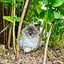 cat, blue_eyes, fluffy, animal, nature, green_leaves, twigs, ground, outdoor, tree_trunk, fur, pet, mammal, wildlife, close_up, curious, sitting, plants, forest_floor, whiskers