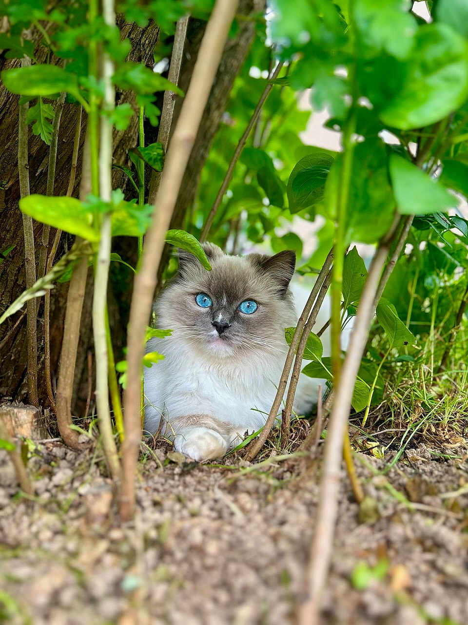 Upsa a rejoint le concours — aidez-le/la à gagner de superbes lots ! cat, blue_eyes, fluffy, animal, nature, green_leaves, twigs, ground, outdoor, tree_trunk, fur, pet, mammal, wildlife, close_up, curious, sitting, plants, forest_floor, whiskers
