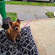 Cinnamon joined the competition — help win amazing prizes! dog, small_dog, brown_dog, cushion, black_and_white_pattern, porch, sidewalk, grass, car, white_car, leash, outdoor, pet, animal, ears, curious, sitting, concrete, daylight, closeup