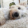 Rose participe au concours pour gagner de l'argent avec cette photo : dog, white_dog, fluffy, carpet, indoor, pet, relaxed, lying_down, close_up, ear_flopped, furniture, home, nose, fur, animal, cute, companion, cozy, portrait, resting