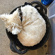 Rose participe au concours pour gagner de l'argent avec cette photo : dog, white_fur, curled_up, basket, collar, sleeping, pet, indoor, concrete_floor, black_basket, cozy, fur, resting, animal, cute, small_dog, domestic, relaxed, collar_buckle, curled_dog