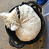 dog, white_fur, curled_up, basket, collar, sleeping, pet, indoor, concrete_floor, black_basket, cozy, fur, resting, animal, cute, small_dog, domestic, relaxed, collar_buckle, curled_dog