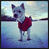 Rose a rejoint le concours — aidez-le/la à gagner de superbes lots ! dog, white_dog, red_jacket, snow, outdoor, winter, landscape, trees, sky, clouds, curious, animal, pet, walking, nature, cold, furry, canine, snowy_path, daylight
