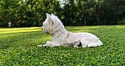 Rose a rejoint le concours — aidez-le/la à gagner de superbes lots ! dog, white_dog, grass, flower, yellow_flower, outdoor, nature, pet, animal, relaxing, greenery, sunlight, lawn, side_view, canine, summer, park, fur, quiet, peaceful