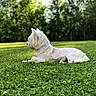 dog, white_dog, grass, flower, yellow_flower, outdoor, nature, pet, animal, relaxing, greenery, sunlight, lawn, side_view, canine, summer, park, fur, quiet, peaceful