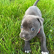 Gracie joined the competition — help win amazing prizes! puppy, dog, grass, outdoor, young, cute, pet, animal, collar, gray, playful, nature, closeup, exploring, paw, fur, adorable, small, nose, greenery