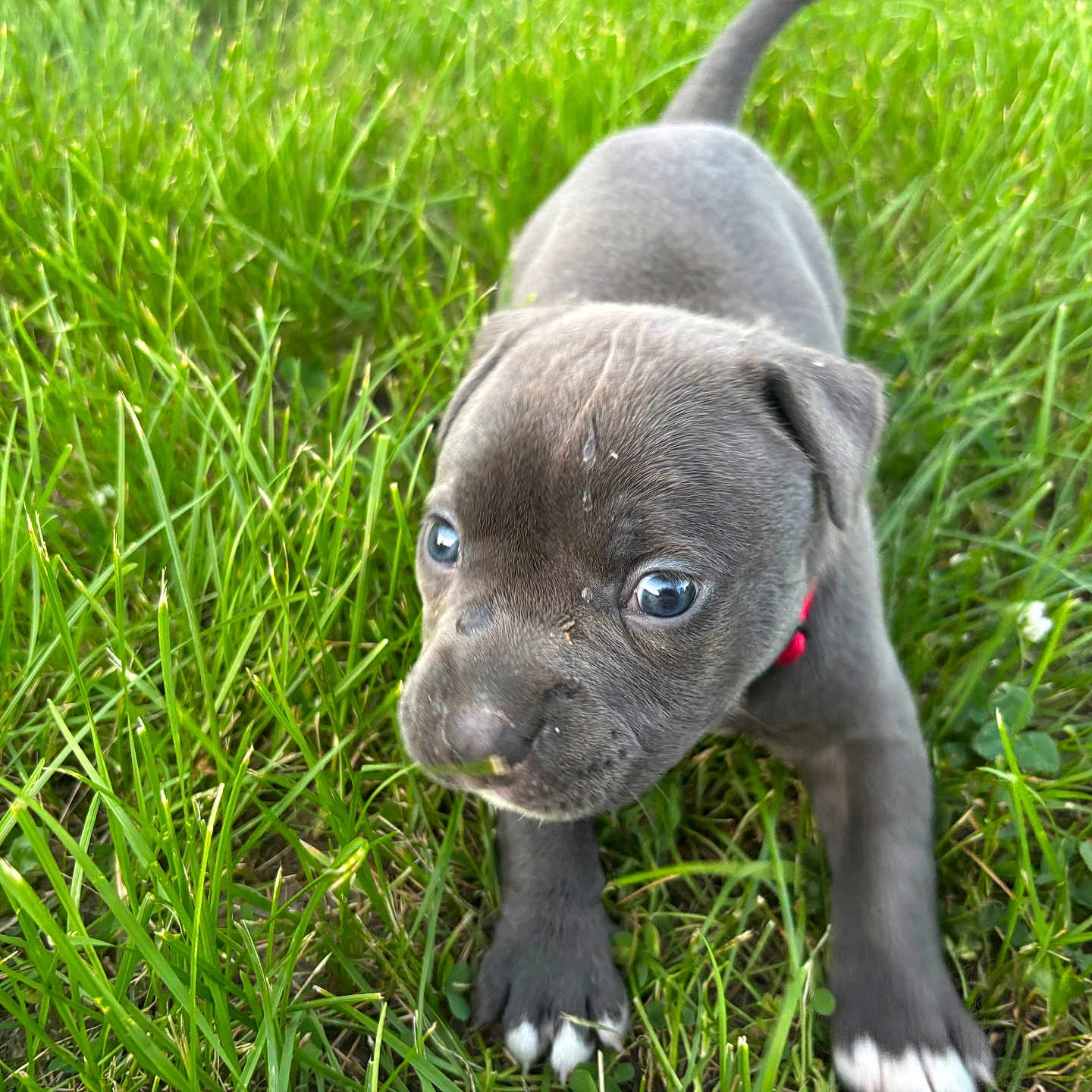 Gracie joined the competition — help win amazing prizes! adorable, animal, closeup, collar, cute, dog, exploring, fur, grass, gray, greenery, nature, nose, outdoor, paw, pet, playful, puppy, small, young