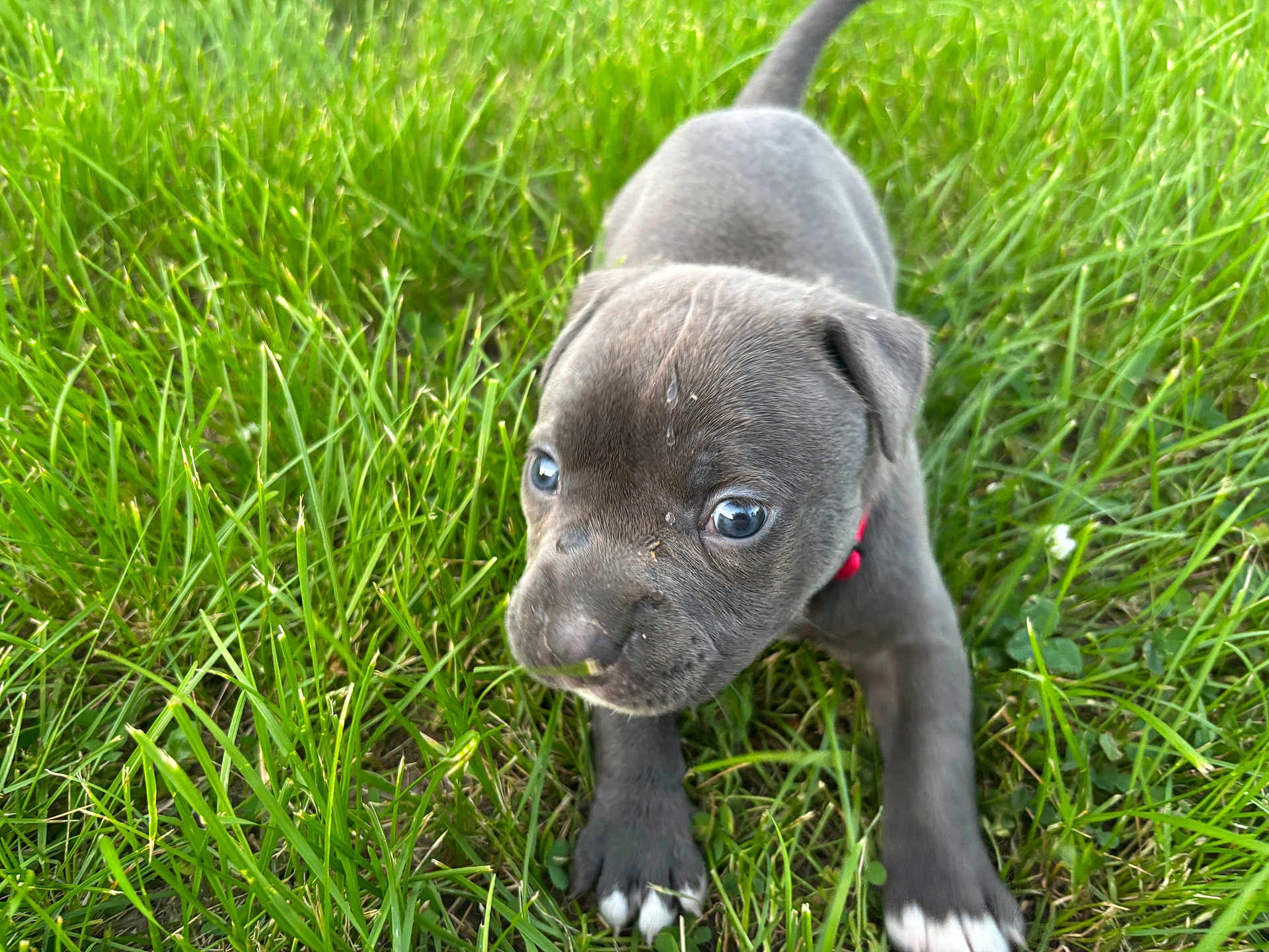 Gracie