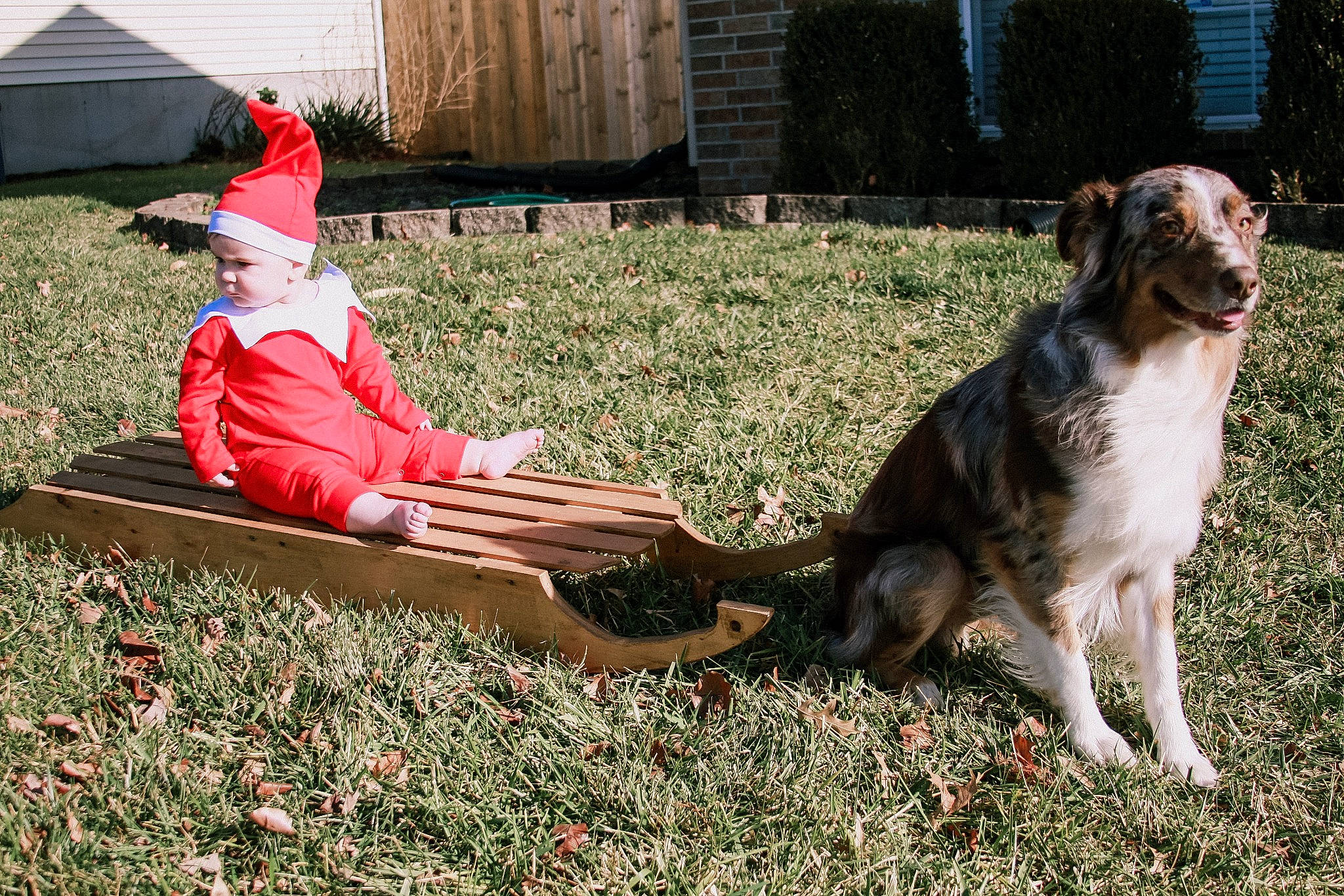 Callan is registered to the contest to win money with this photo: carnivore, companion_dog, costume_hat, dog, dog_breed, fawn, fur, garden, grass, happy, hat, headwear, house, leisure, people_in_nature, person, plant, sitting, tail, tree