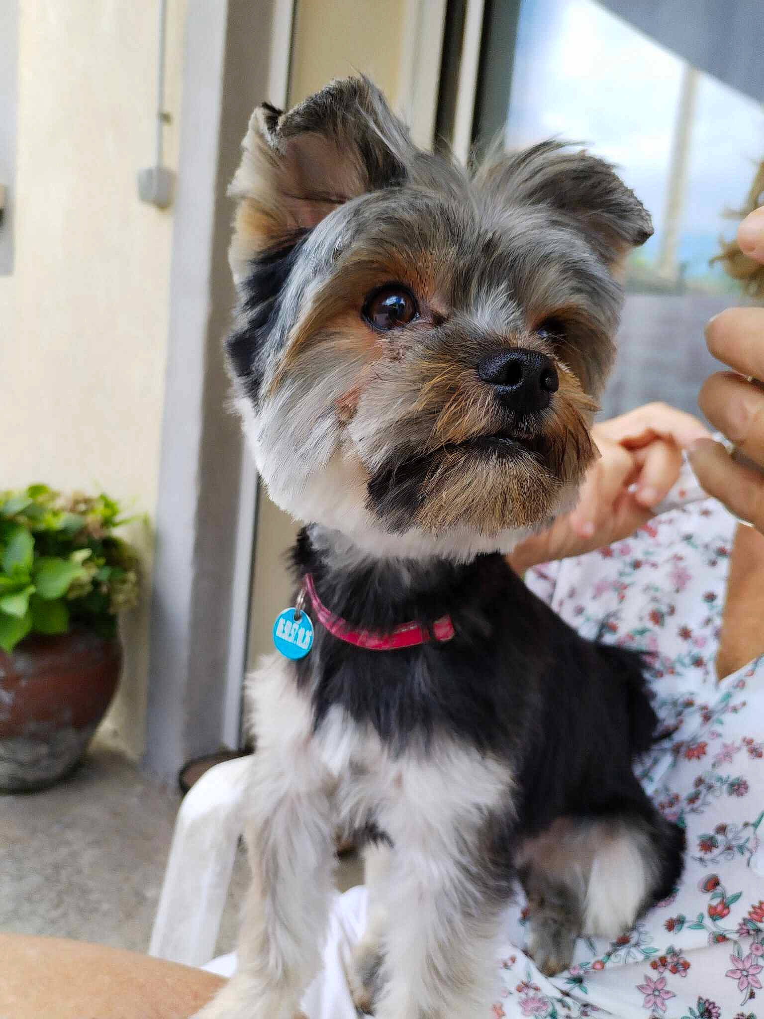 Tobby participe au concours pour gagner de l'argent avec cette photo : canidae, carnivore, collar, companion_dog, dog, dog_breed, dog_collar, dog_supply, fashion_accessory, fawn, flowerpot, houseplant, liver, plant, small_terrier, snout, sporting_group, toy_dog, working_animal, yorkshire_terrier